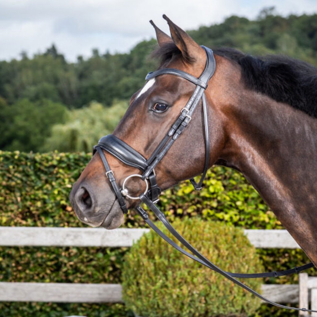 Matte Large Crank Noseband Bridle with Flash from DYON Dressage Collection